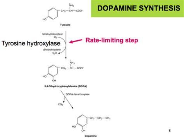 Which is the rate limiting step in the synthesis of dopamine?