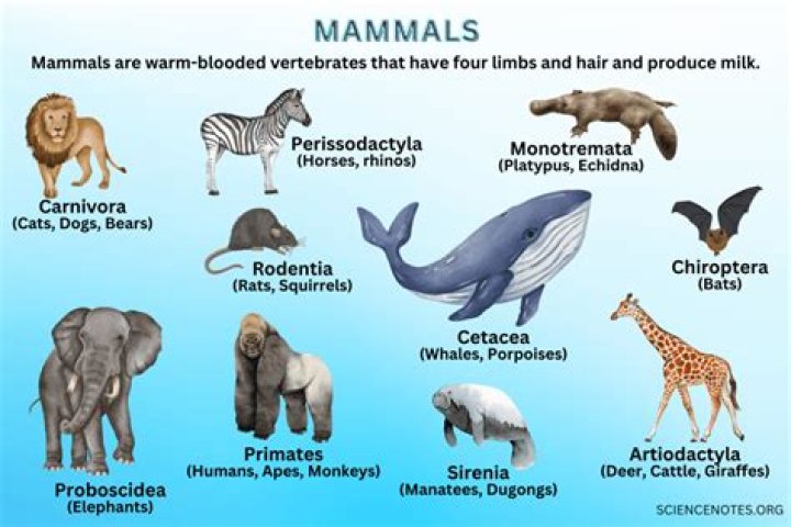 Which mammals do not have belly buttons?