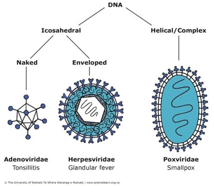 Which viruses have RNA with helical symmetry?