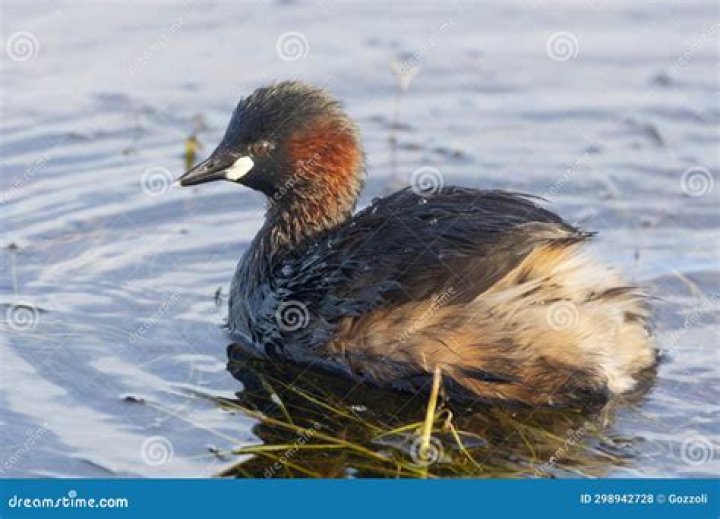 Who is dabchick?