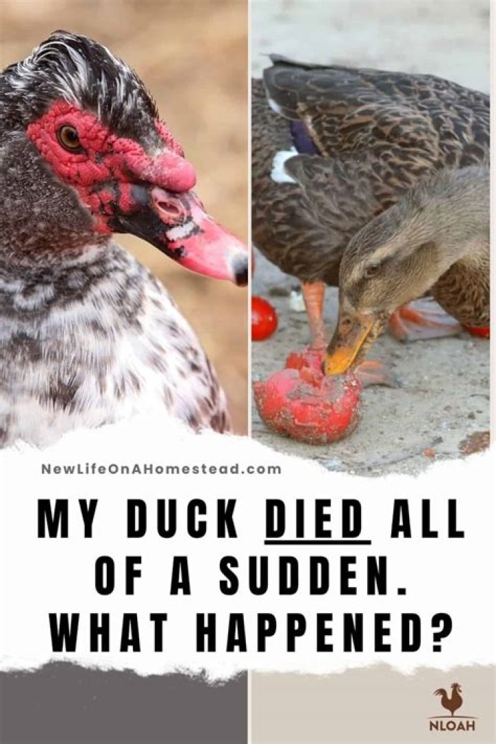 Why are my ducks dying?