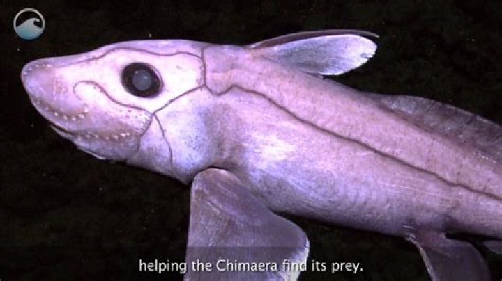 Why chimaera is called ghost fish?