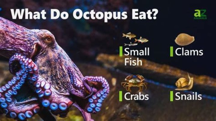 Why do octopus eat themselves?