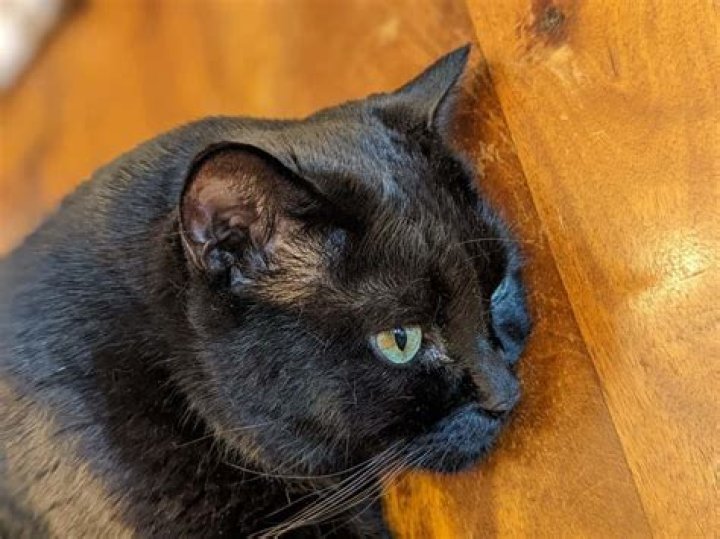 Why does my cat have little bumps on his skin?