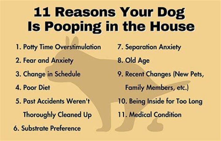 Why is my dog pooping in the house after getting neutered?