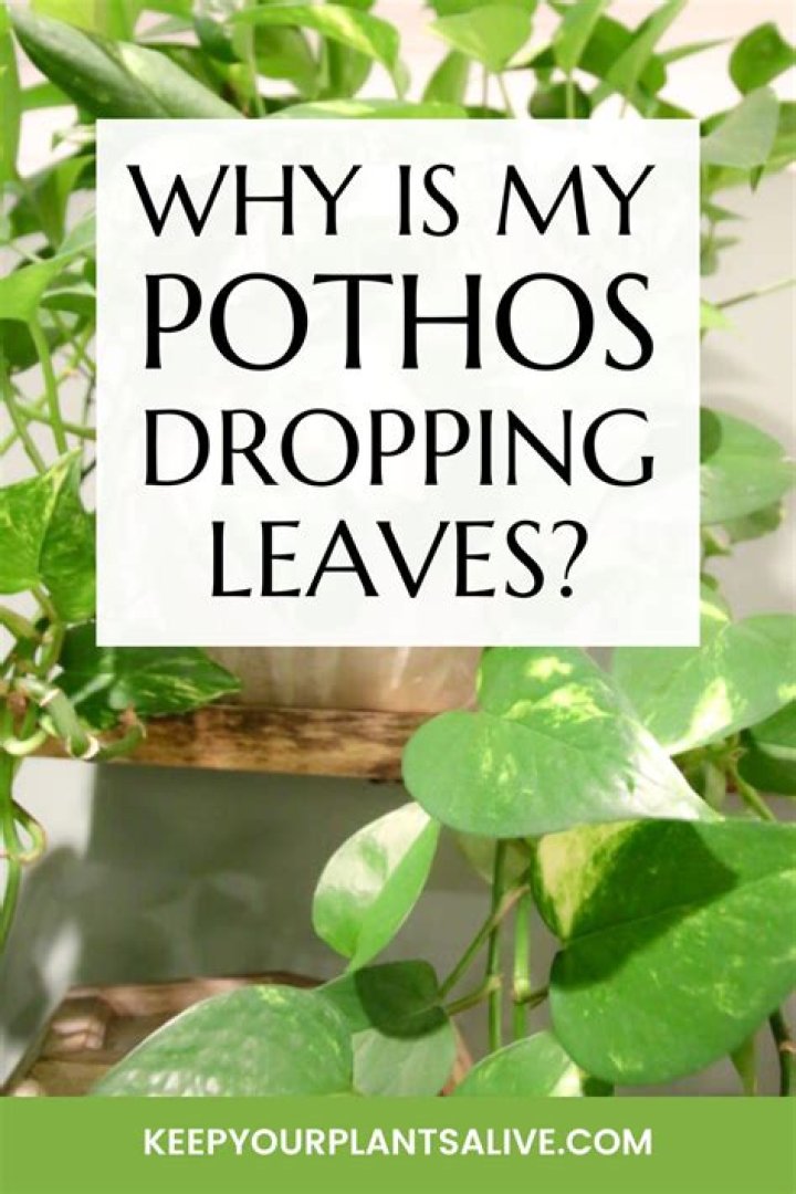 Why is my pittosporum dropping leaves?