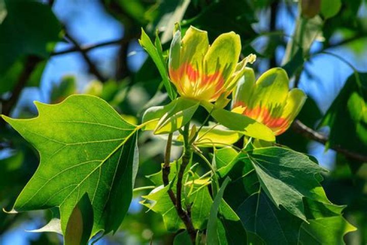Will tulip poplar grow in Florida?